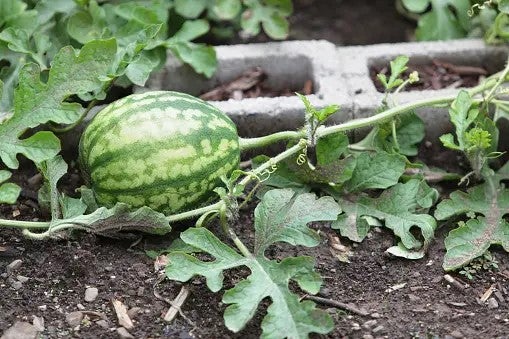 Watermelon, Crimson Sweet | The little seed library